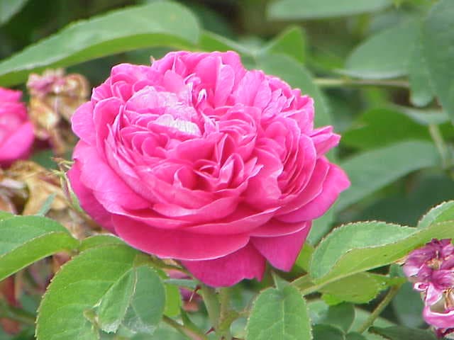 Rose de Damas