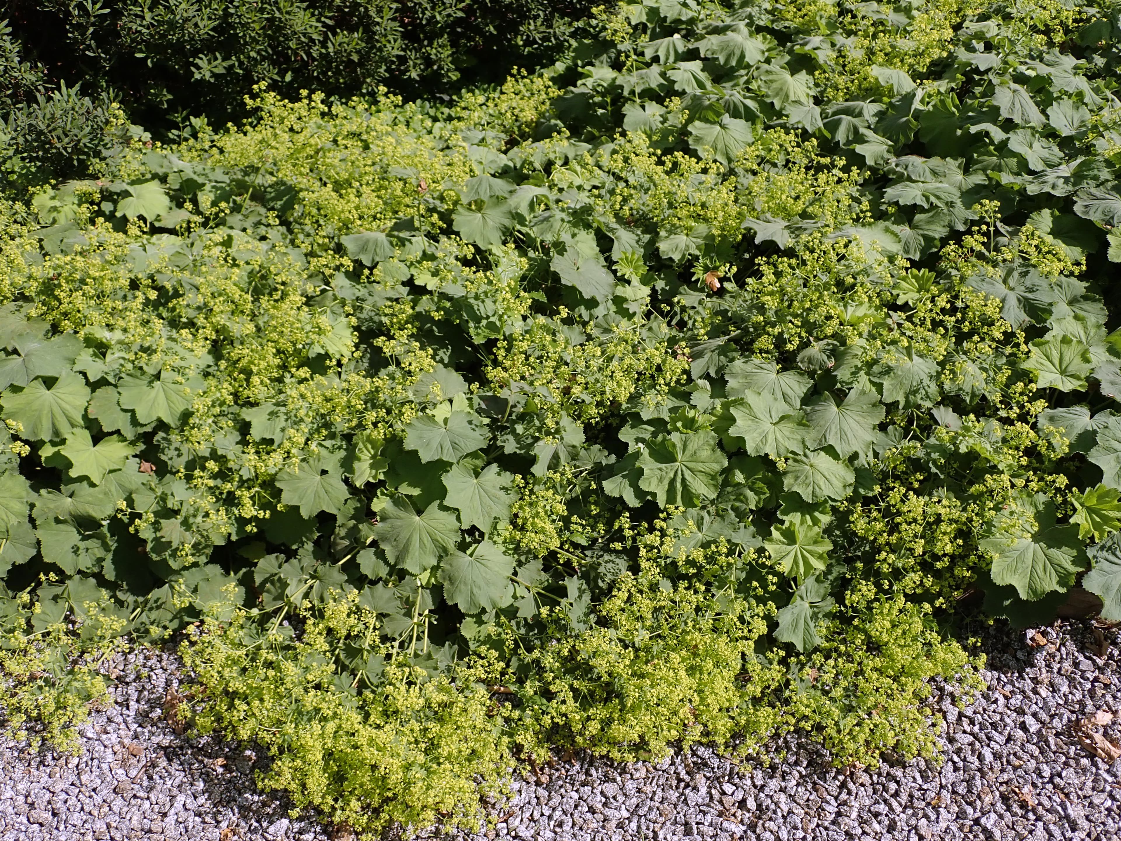 Photo de Alchémille