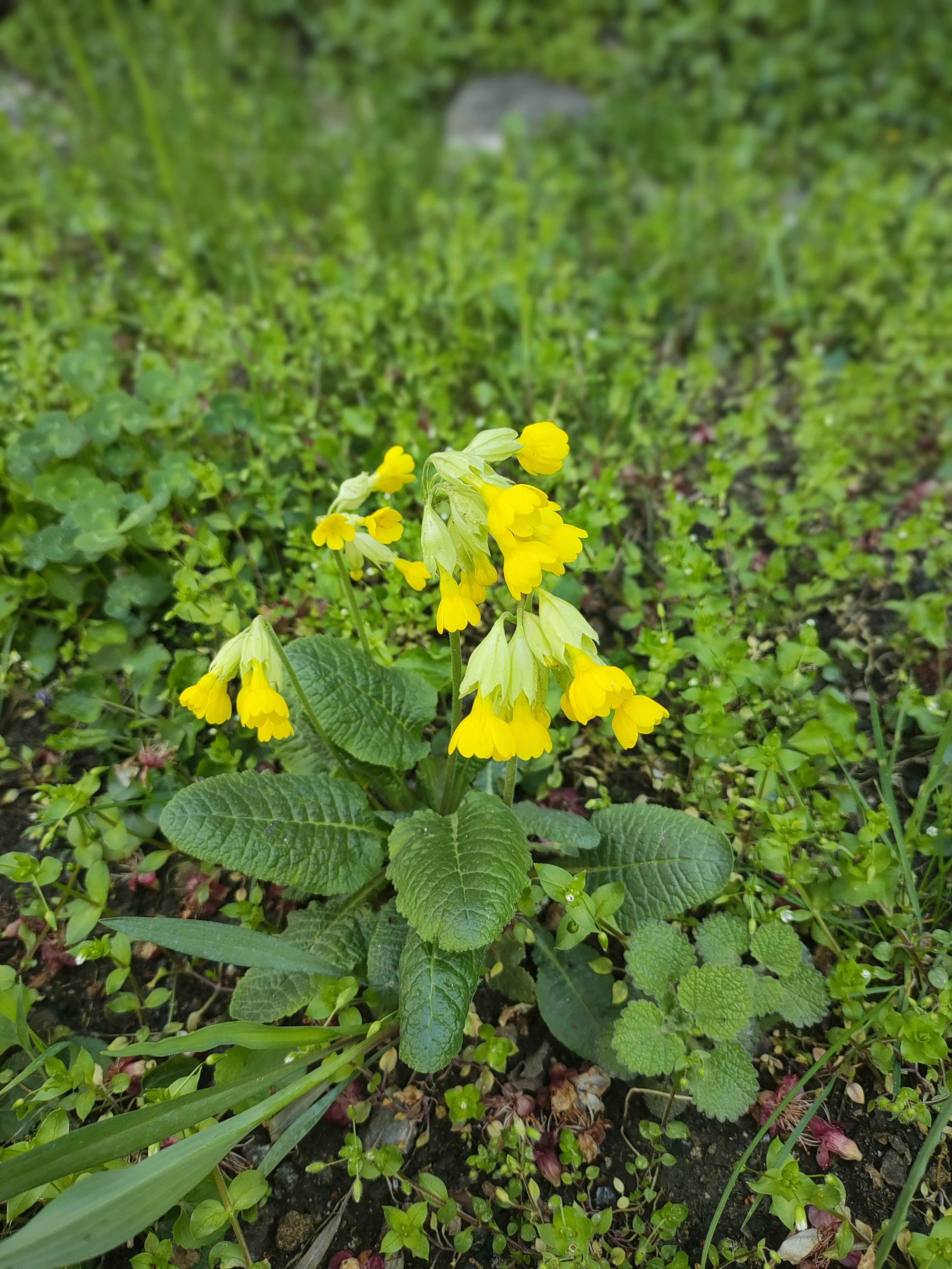 Primevère officinale